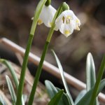 Bledule jarní (Leucojum vernum), Hradišťany