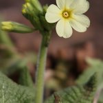 Prvosenka jarní (Primula veris), Hradišťany