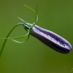 Zvonek okrouhlolistý (Campanula rotundifolia), Krkonošský národní park