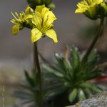 Osívka zimní  (Draba aizoides), Hradišťany