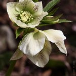 Čemeřice východní (Helleborus orientalis), Hradišťany