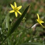 Křivatec žlutý (Gagea lutea), Hradišťany