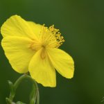 Devaterník velkokvětý tmavý (Helianthemum grandiflorum subsp. obscurum), CHKO Blanský les, NPR Vyšenské kopce