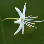 Bělozářka větevnatá (Anthericum ramosum), CHKO Blanský les, NPR Vyšenské kopce