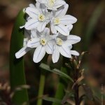 Puškinie ladoňkovitá (Puschkinia scilloides), Hradišťany