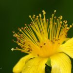 Třezalka čtyřkřídlá / Hypericum tetrapterum / Square-stalked St John\'s-wort, CHKO Blanský les, PP Provázková louka