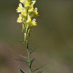 Lnice květel (Linaria vulgaris), PřP Česká Kanada