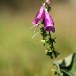 Náprstník červený (Digitalis purpurea), PřP Česká Kanada, PP Gebhárecký rybník