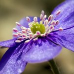 Jaterník podléška / Hepatica nobilis / Hepatica, Chlumská hora