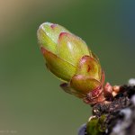 Líska obecná (Corylus avellana), Hradišťany