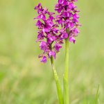 Vstavač kukačka / Orchis morio / Green-winged Orchid, Národní park Podyjí