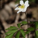 Sasanka hajní (Anemone nemorosa), Hradišťany