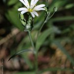 Ptačinec velkokvětý (Stellaria holostea), Hradišťany