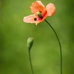 Mák vlčí / Papaver rhoeas / Common Poppy, Doupovské hory, NPR Úhošť