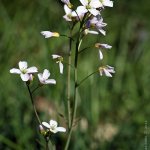 Řeřišnice luční (Cardamine pratensis), Hradišťany