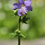 Jirnice modrá (Polemonium caeruleum), Hradišťany