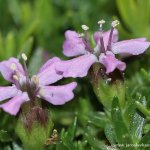 Silenka bezlodyžná (Silene acaulis \'Mount Snowdon\'), Hradišťany