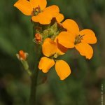 Trýzel (Erysimum sp.), Hradišťany