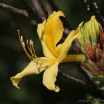 Pěnišník žlutý (Rhododendron luteum), Hradišťany