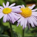 Hvězdnice alpská (Aster alpinus), Hradišťany