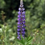 Lupina mnoholistá (Lupinus polyphyllus), Hradišťany