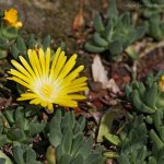 Kosmatec (Delosperma congestum), Hradišťany