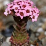 Rozchodník chlupatý (Sedum pilosum), Hradišťany