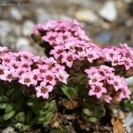 Rozchodník chlupatý (Sedum pilosum), Hradišťany