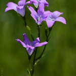 Zvonek rozkladitý (Campanula patula), Hradišťany