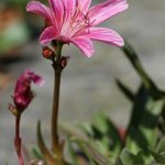 Levisie (Lewisia longipetala), Hradišťany