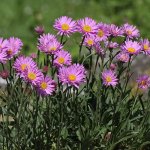 Hvězdnice alpská (Aster alpinus), Hradišťany