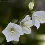 Zvonek broskvolistý (Campanula persicifolia), Hradišťany