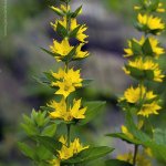 Vrbina tečkovaná (Lysimachia punctata), Hradišťany