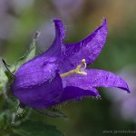 Zvonek kopřivolistý (Campanula trachelium), Hradišťany