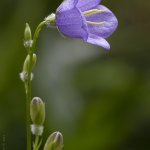 Zvonek broskvolistý (Campanula persicifolia), Hradišťany