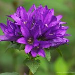 Zvonek klubkatý (Campanula glomerata), Hradišťany