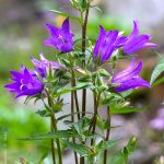 Zvonek kopřivolistý (Campanula trachelium), Hradišťany