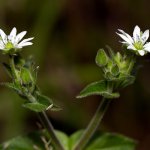 Křehkýš vodní (Myosoton aquaticum), Hradišťany