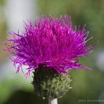 Pcháč různolistý (Cirsium heterophyllum), Krkonoše