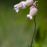 Silenka nadmutá (Silene vulgaris), Krkonoše