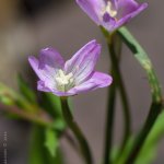 Vrbovka horská (Epilobium montanum), Krkonoše