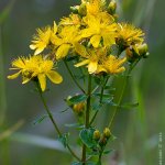 Třezalka skvrnitá (Hypericum maculatum), Krkonoše