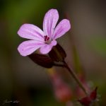 Kakost smrdutý (Geranium robertianum), Krkonošský národní park