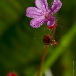 Kakost smrdutý (Geranium robertianum), Krkonoše