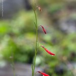 Dračík jehličkolistý (Penstemon pinifolius), Hradišťany