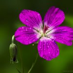 Kakost bahenní (Geranium palustre), Hradišťany