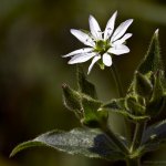 Křehkýš vodní (Myosoton aquaticum), Hradišťany