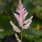 Čechrava (Astilbe x hybrida), Hradišťany