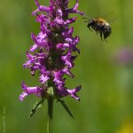 Bukvice lékařská (Betonica officinalis), Hradišťany