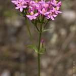 Zeměžluč okolíkatá (Centaurium erythraea), Staňkov - Krchleby